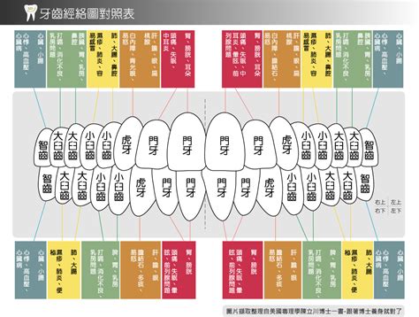 牙齒經絡圖|不明原因的牙齒痛，可從中醫證候，經絡與中藥理解！。